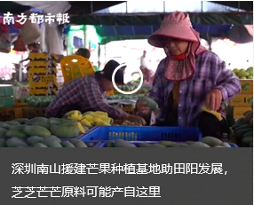 深圳南山援建芒果种植基地助田阳发展,芝芝芒芒原料可能产自这里