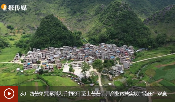 从广西芒果到深圳人手中的“芝士芒芒”,产业帮扶实现“南田”双赢