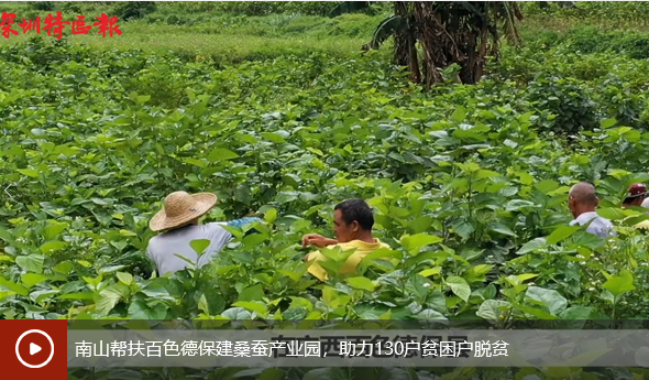 南山帮扶百色德保建桑蚕产业园,助力130户贫困户脱贫