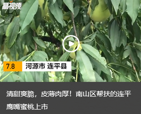 清甜爽脆,皮薄肉厚!快三彩票平台
帮扶的连平鹰嘴蜜桃上市